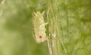 Strawberry aphid nymph(2)_Moreau