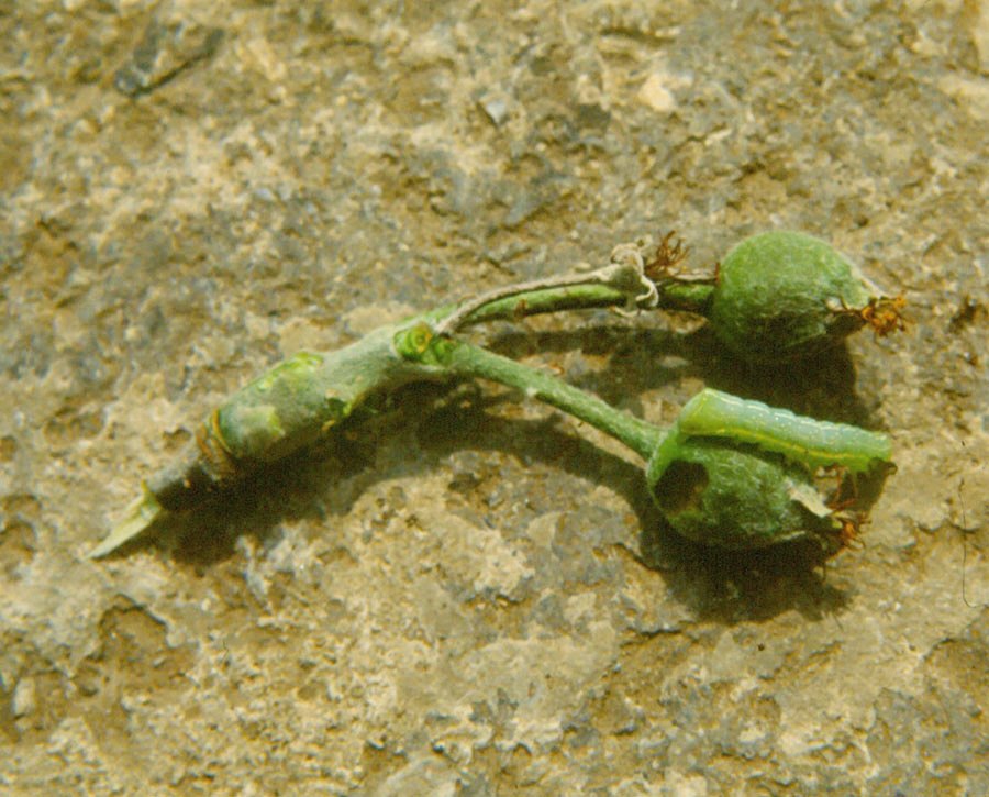 apples_green-fruitworm_03_zoom