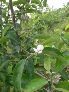 Secondary bloom_Celetti