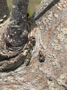 Spider eating spring feeding caterpillar on apple tree