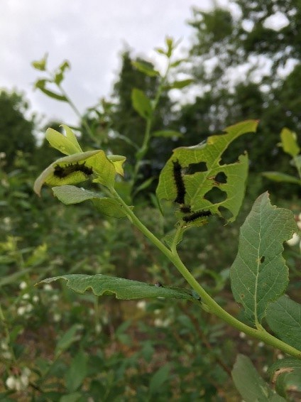 gypsy moth larvae feeding and damaging blueberry leaves.