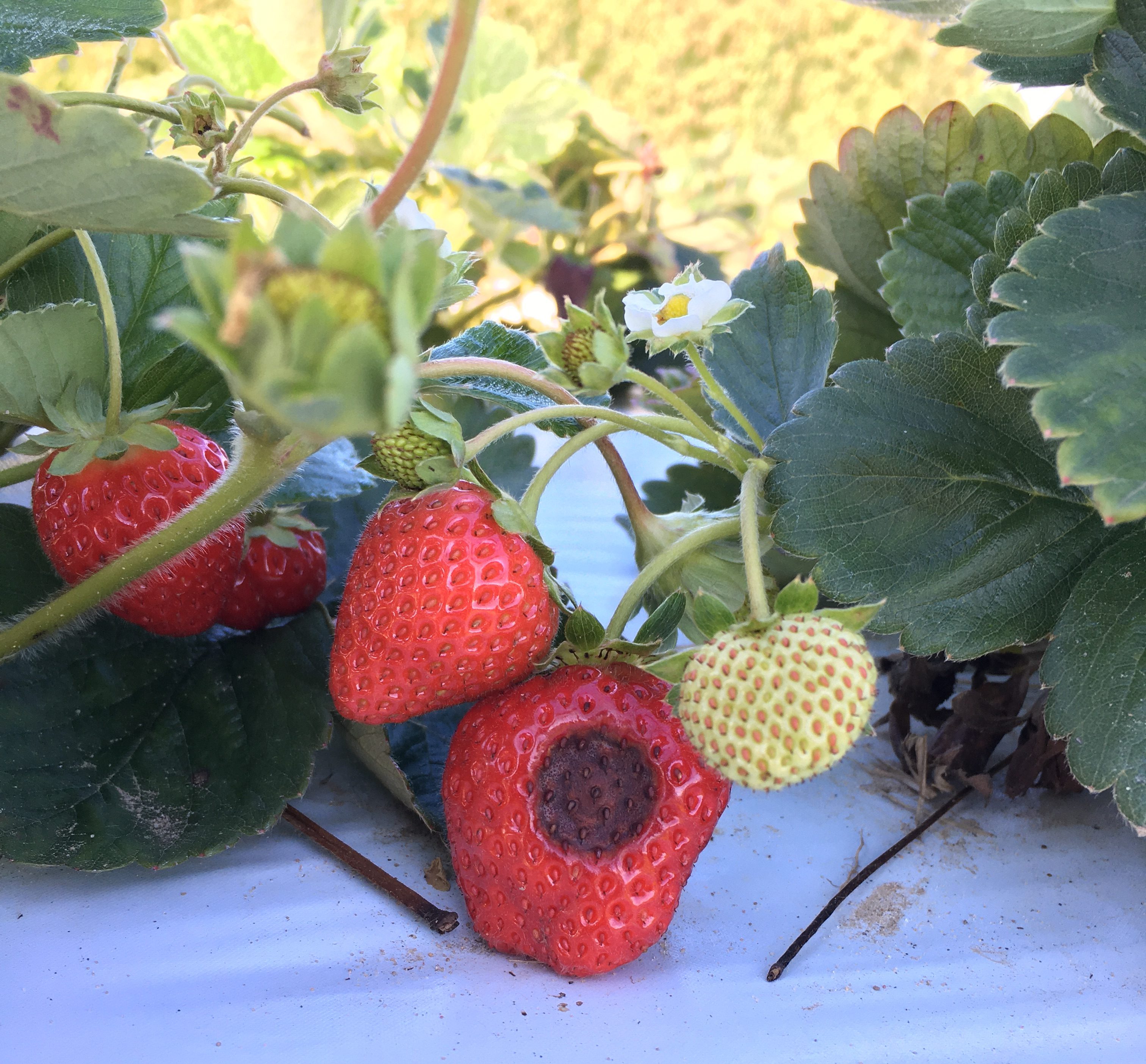 Red strawberry with a black mark on the fruit on white plastic.