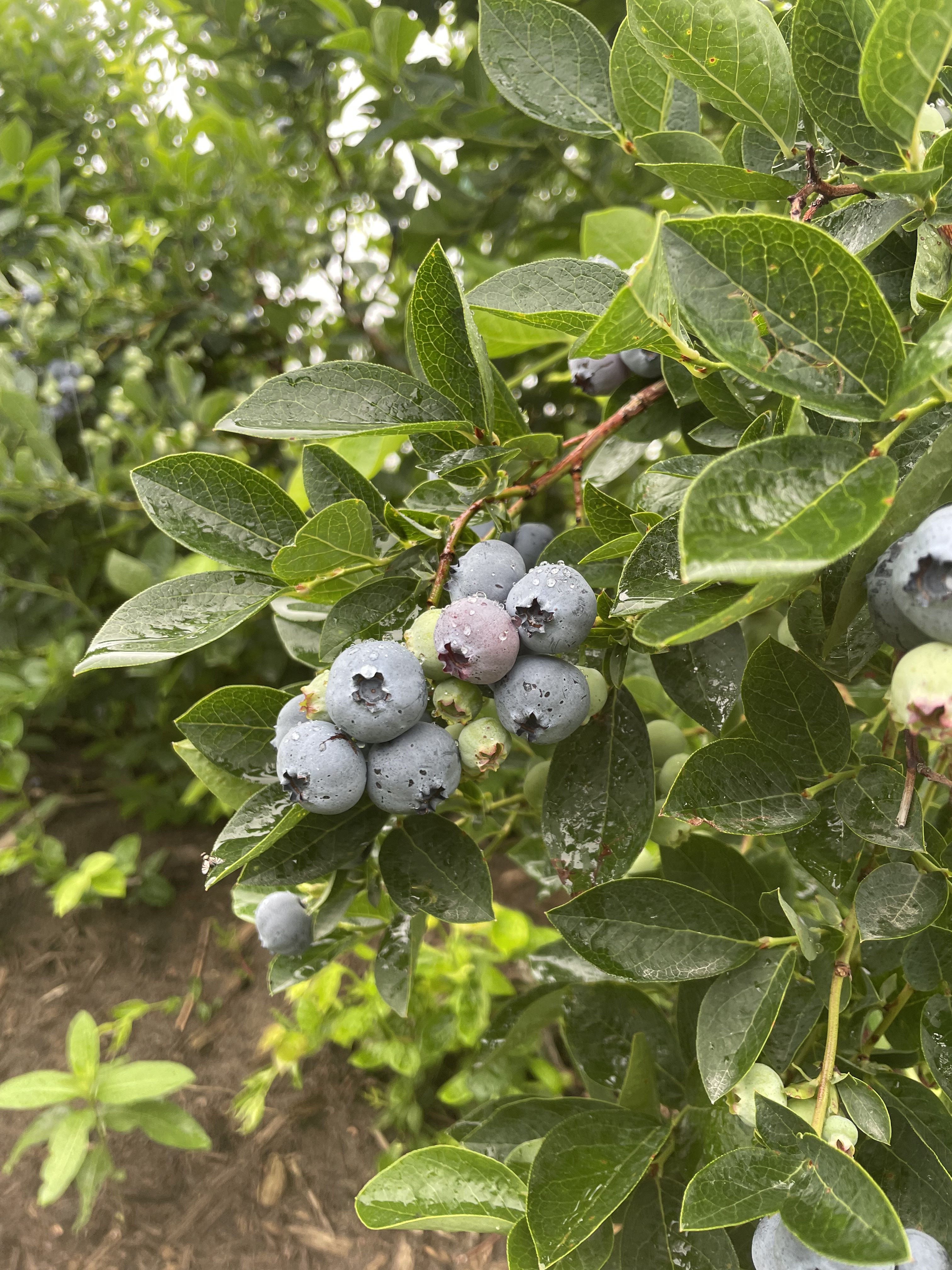 round blue berries on a green bush