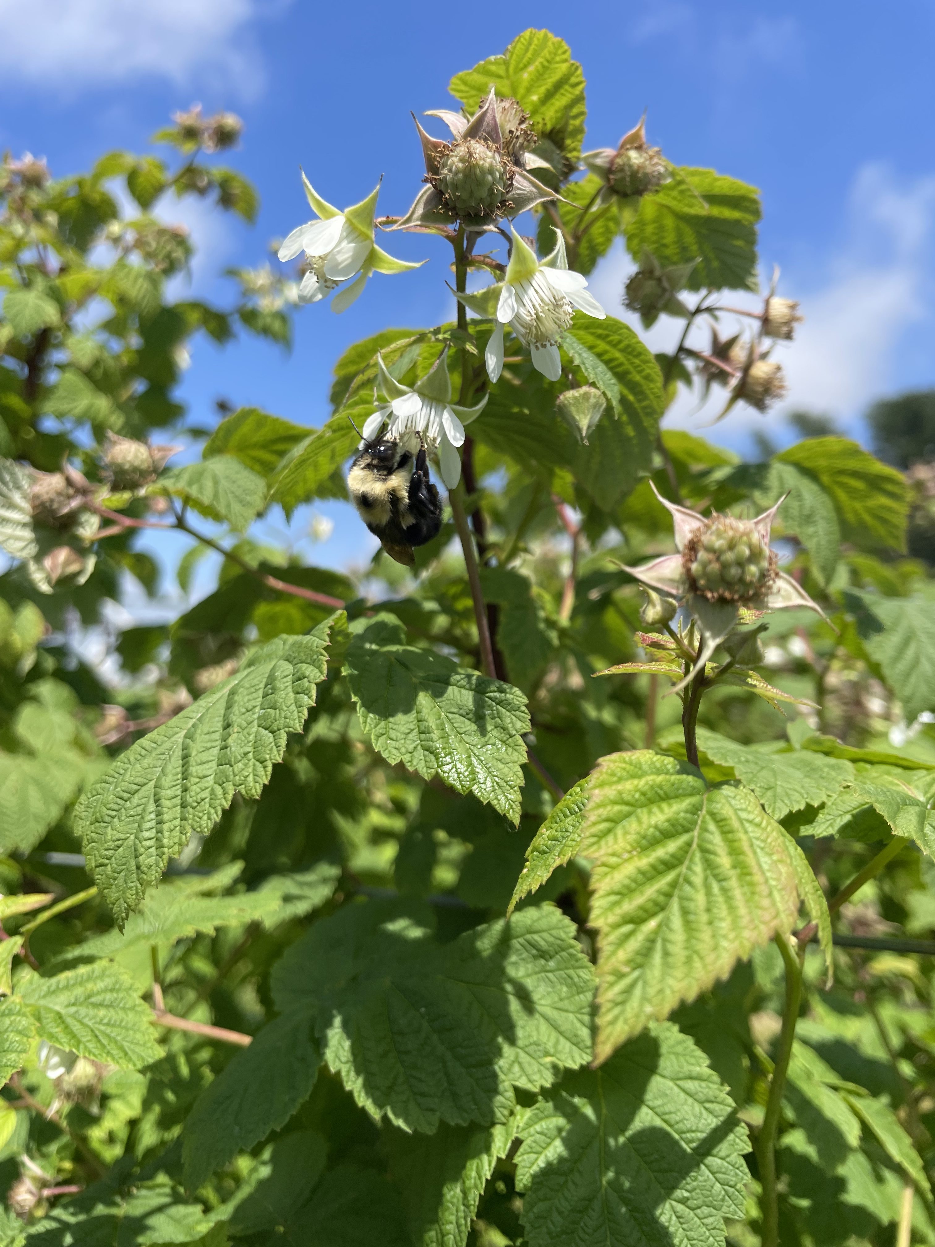 Green leaves and white raspberry blooms with a black and yellow insect on the flower.