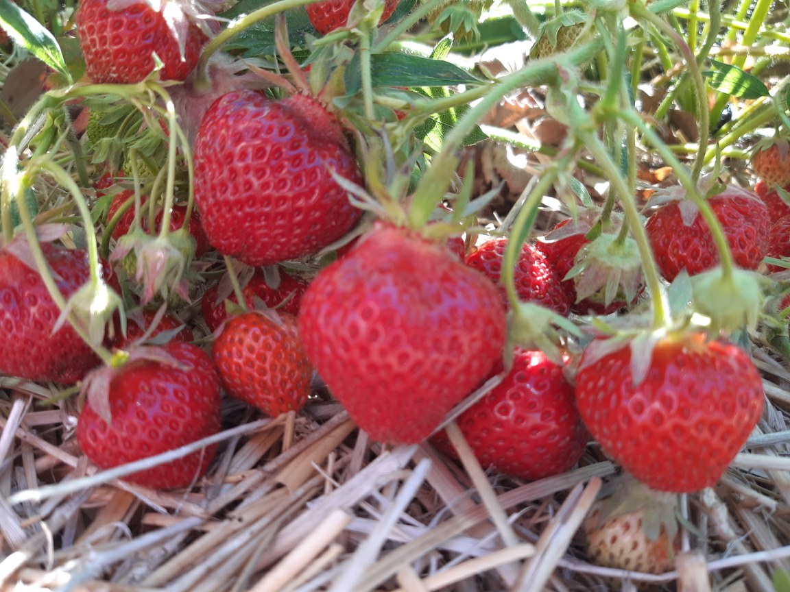 Red berries with green stems