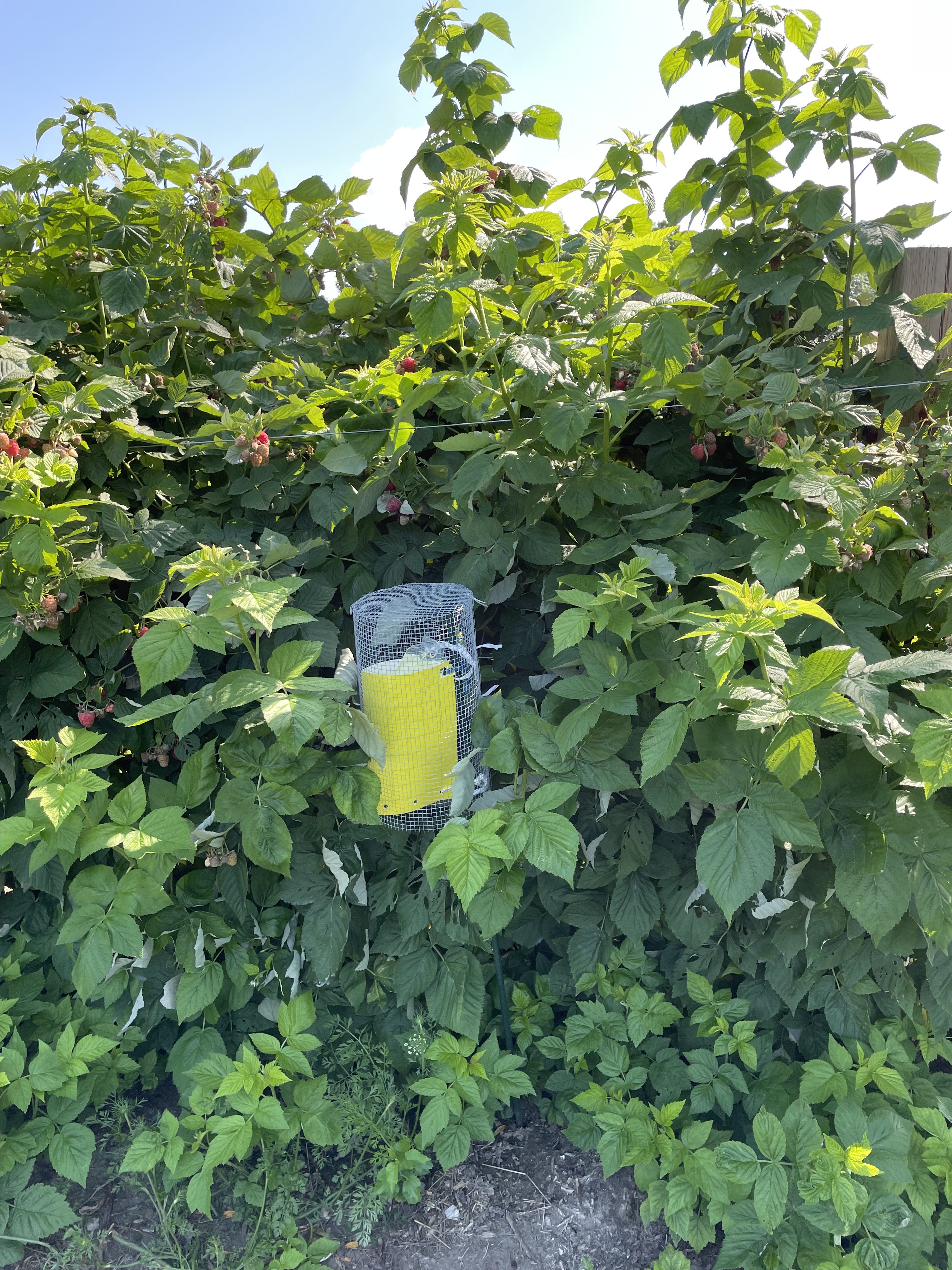 Yellow card placed in the middle of green raspberry foliage.