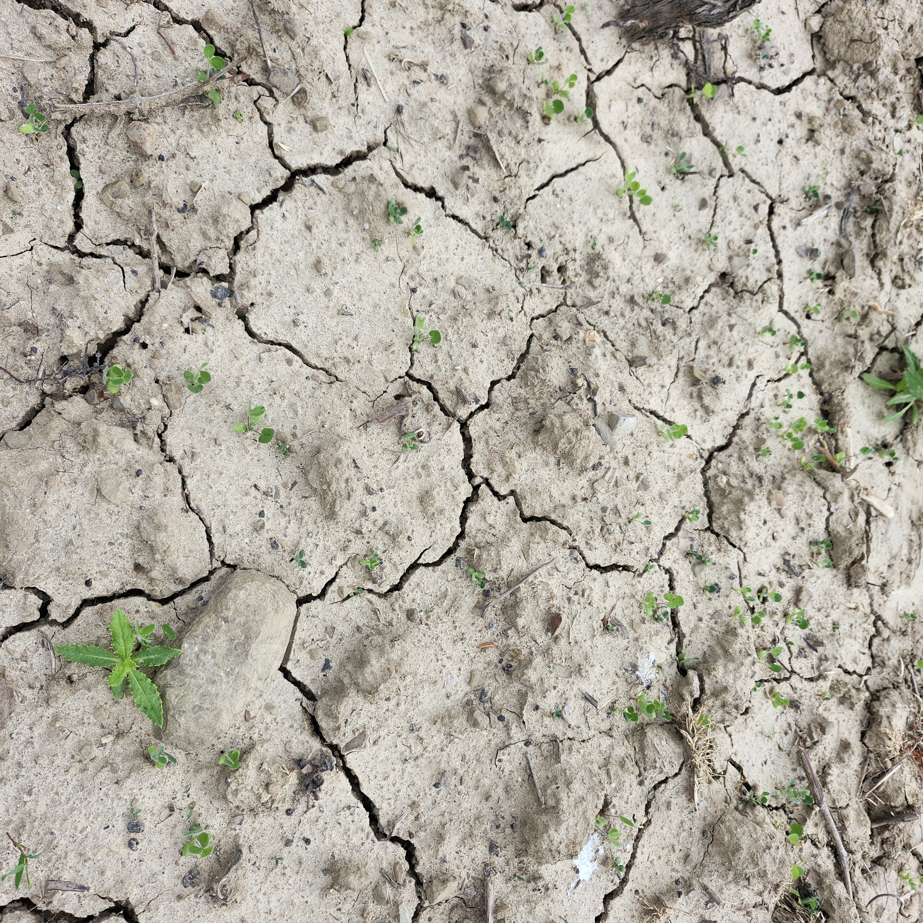 Hand baked dry soils in vineyard lacking moisture.