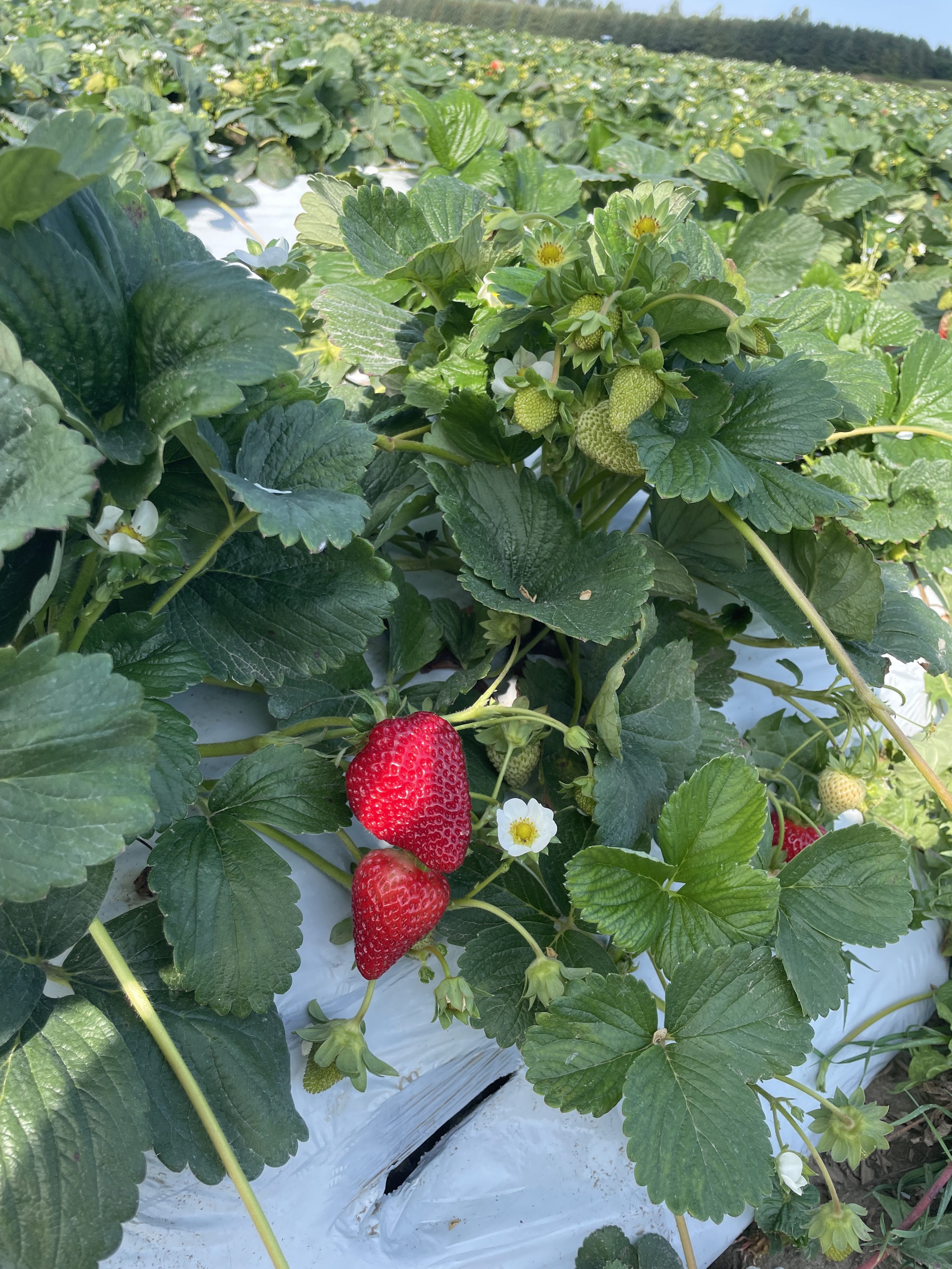 Two red strawberries surrounded by green strawberry leaves.