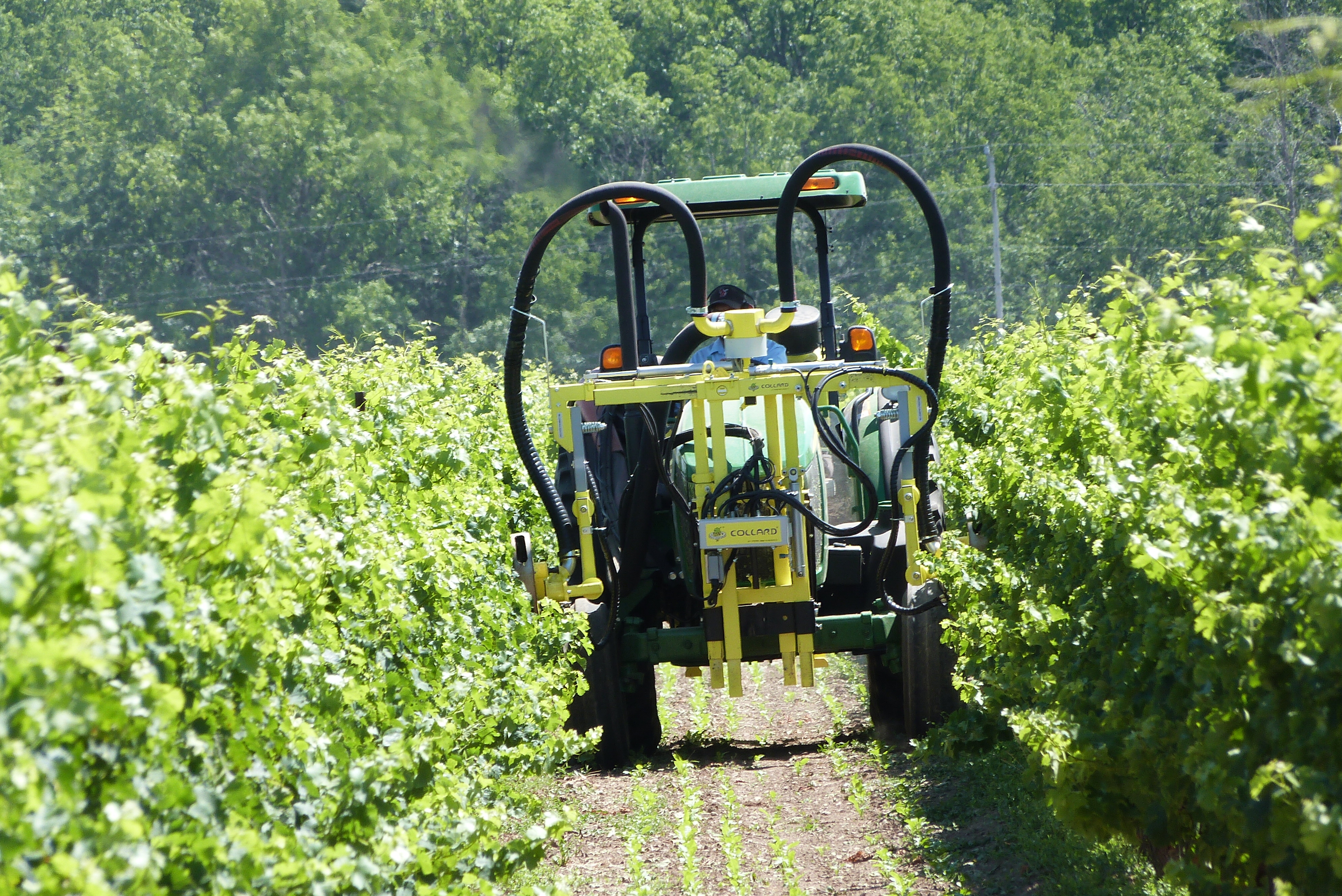 Collard leaf removal in vineyard