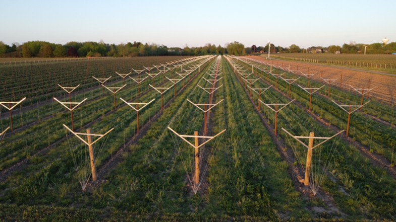 Table grapes on an open gable trellis