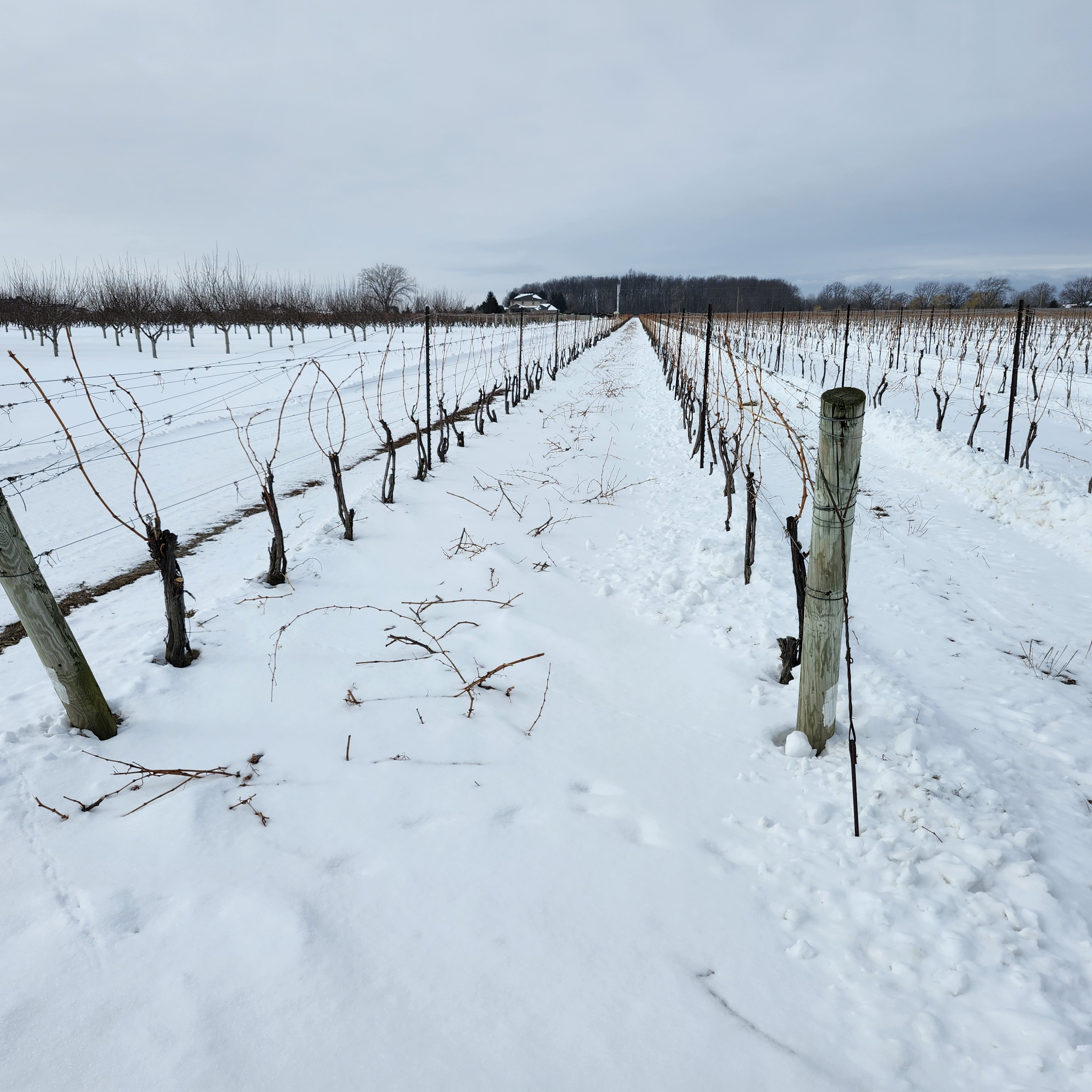 vineyard in winter