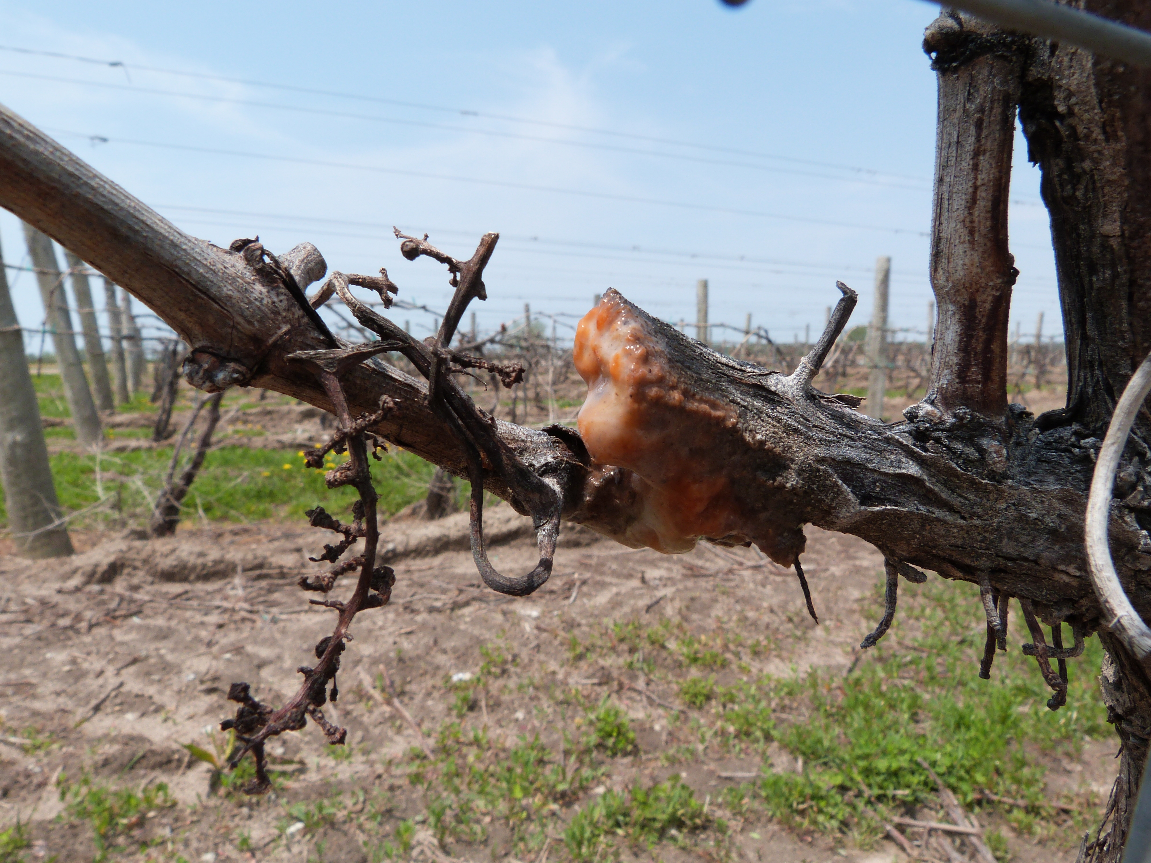 Image of cold injured grape vine with orange slimy growth on pruning wounds-indicative of cold injury.