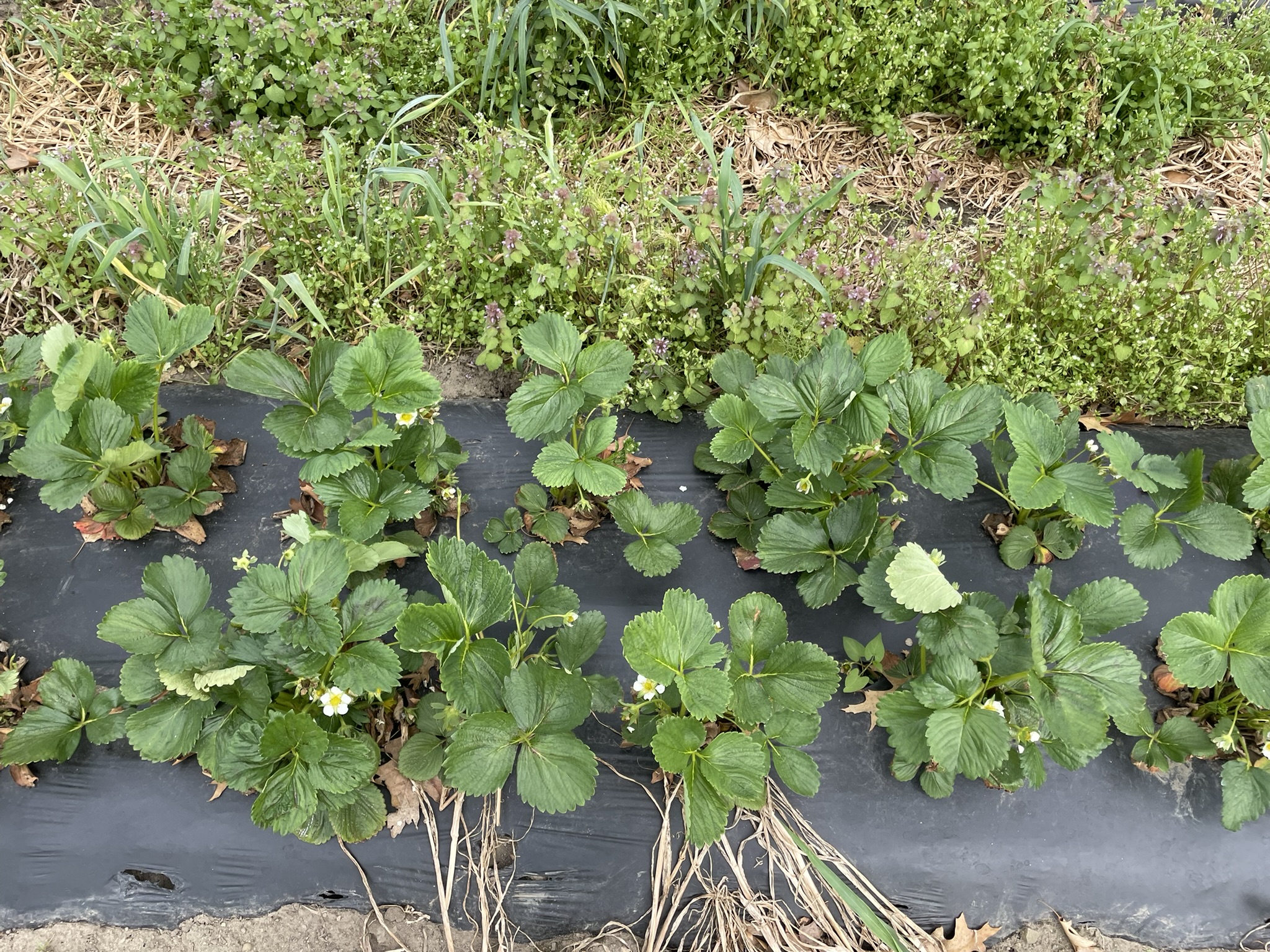 Strawberry plants with weeds in the rows