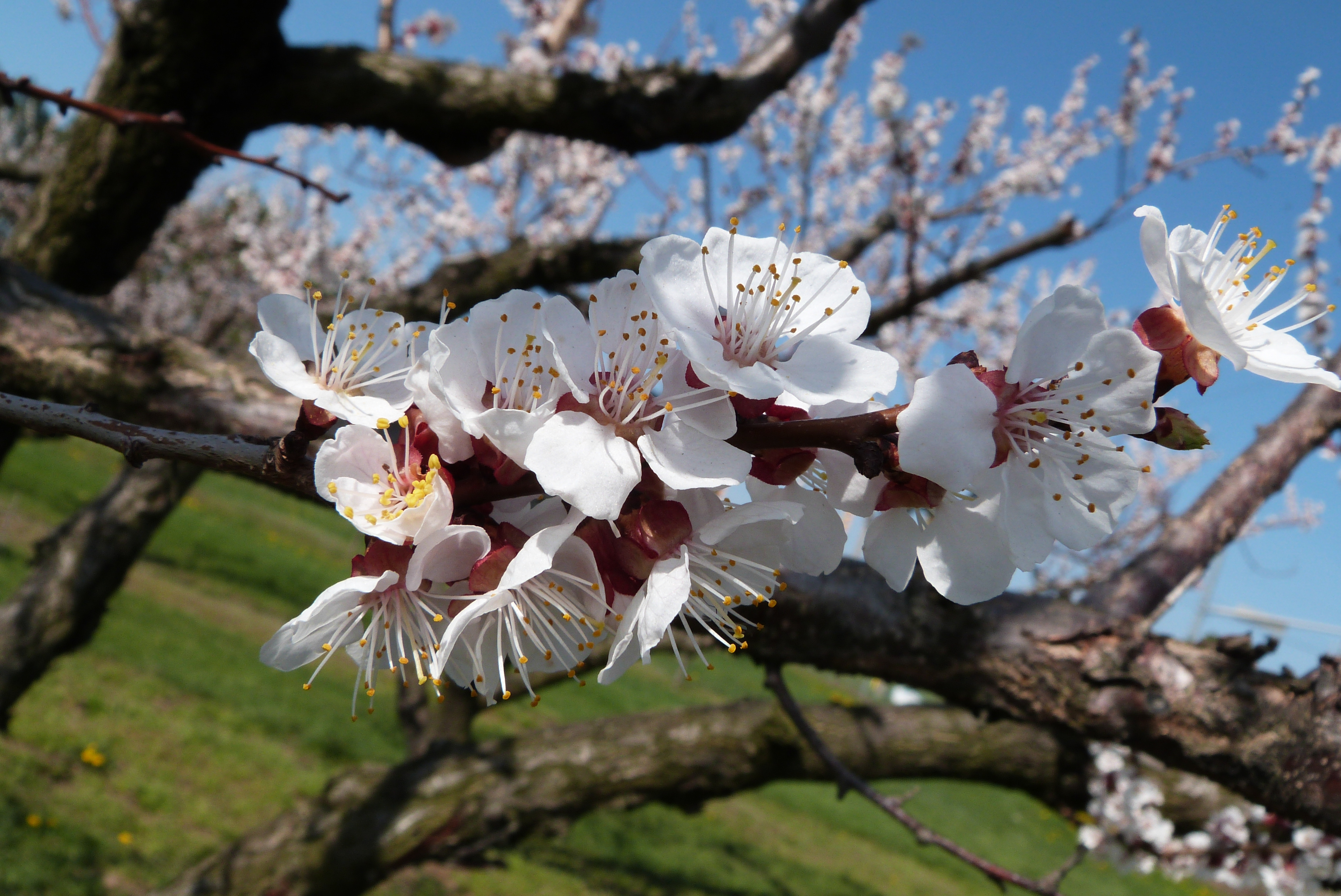 Apricot in bloom