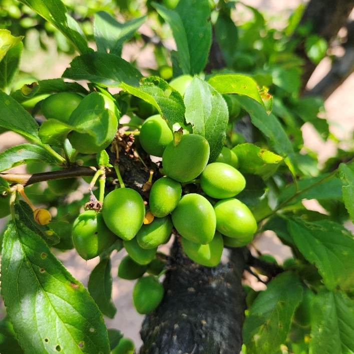 Picture of a cluster of several plums