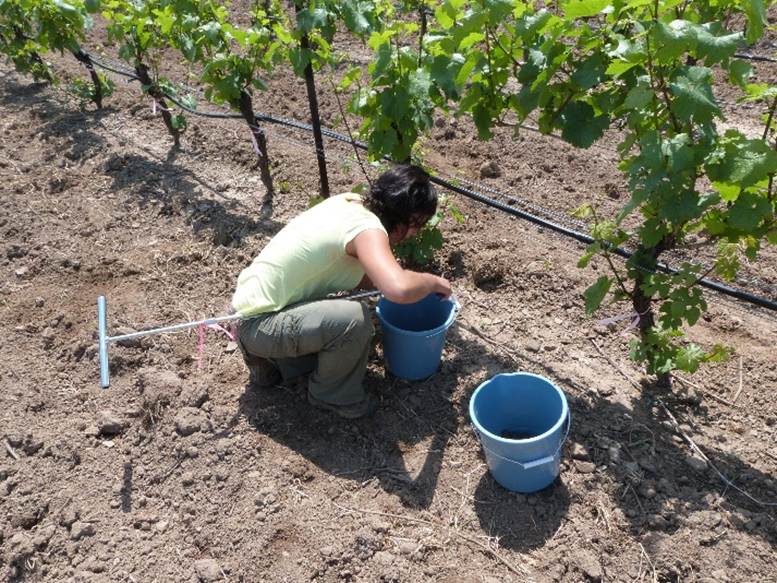 Photo of someone collecting soil samples from herbicide strip in vineyard.